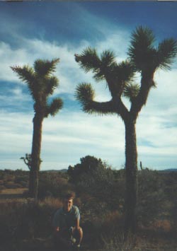 A Joshua tree