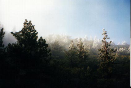 Yes, that's snow on the trees.